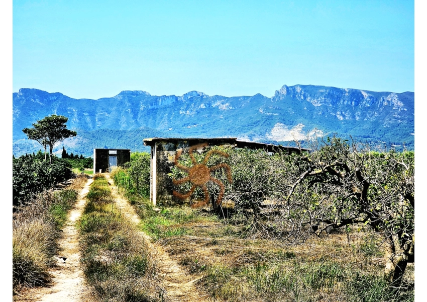 Sad pomarańczowy z budynkiem,  Cullera, Walencja